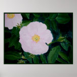HARDY PINKS POSTER