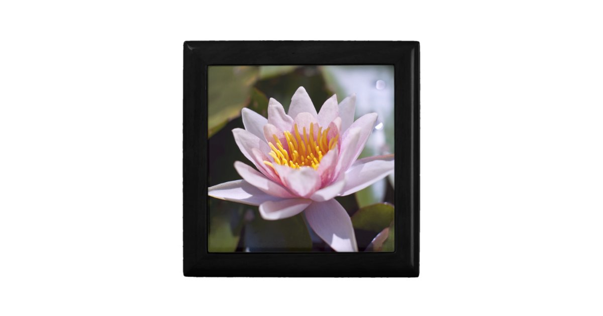Hardy Water Lily Gift Box Zazzle
