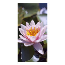 Hardy Water Lily Photo Card