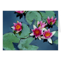 Hardy water lily, red, Nymphaea laydekeri Card