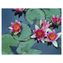 Hardy water lily, red, Nymphaea laydekeri Flyer