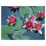 Hardy water lily, red, Nymphaea laydekeri Flyer