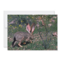Hare Alone Custom Announcements