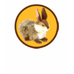 HARE JACKRABBIT BUNNY TSHIRT