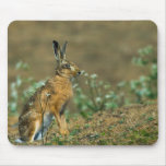 Hare Mousepad
