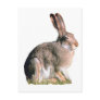 Hare Post Cards