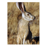 Hare Postcard