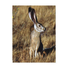 Hare Raising Postcard postcard