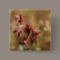 hare's foot trefoil, red leaves 2 buttons