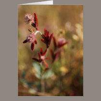 hare's foot trefoil, red leaves 2 cards