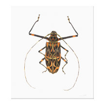 Harlequin Beetle Acrocinus Longimanus Gallery Wrap Canvas
