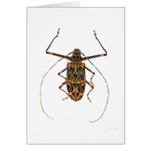 Harlequin Beetle Acrocinus Longimanus Greeting Cards