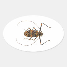 Harlequin Beetle Acrocinus Longimanus Stickers