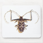 "Harlequin beetle" Insect Watercolor Bug "Harlequin beetle" Insect Watercolor Bug