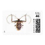 "Harlequin beetle" Insect Watercolor Bug "Harlequin beetle" Insect Watercolor Bug