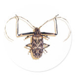 "Harlequin beetle" Insect Watercolor Bug "Harlequin beetle" Insect Watercolor Bug
