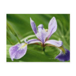 HARLEQUIN BLUE FLAG POST CARD