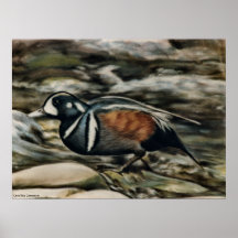 Harlequin Drake Poster