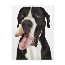 Harlequin Great Dane, close-up on white Postcards