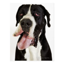 Harlequin Great Dane, close-up on white Postcards