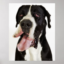 Harlequin Great Dane, close-up on white Print