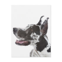 Harlequin Great Dane Postcard