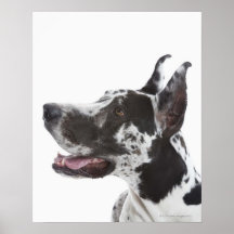 Harlequin Great Dane Print