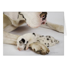 Harlequin Great Dane puppy sleeping on mother's Cards