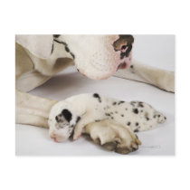 Harlequin Great Dane puppy sleeping on mother's Post Card