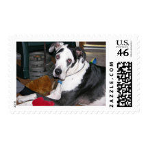 Harlequin Great Dane Stamps