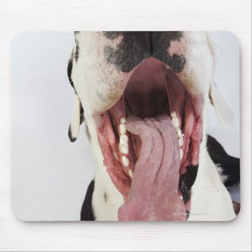 Harlequin Great Dane with open mouth, close-up, Mouse Pads