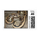 Harlequin, Harlequin Ball Python postage