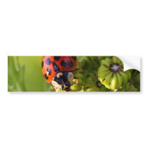 Harlequin Lady Bug Beetle Harmonia Axyridis Bumper Stickers