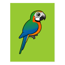 Harlequin Macaw Postcard