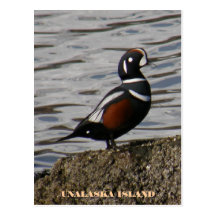 Harlequin Male Duck, Unalaska Island Post Cards