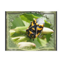 Harlequin stink bug ~ postcard by Andy2302 Harlequin stink bug ~ postcard