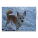 Harley Snow Dog cards by harleydesigns Harley Snow Dog cards