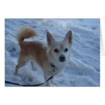 Harley Snow Dog cards by harleydesigns Harley Snow Dog cards