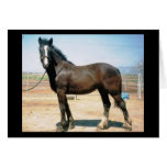 Harmony Greeting Cards