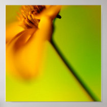 Harmony Print
