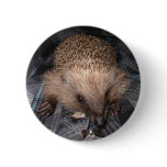 Harold The Hedgehog Button