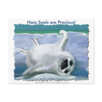 HARP SEAL BABY postcards by RavenSpiritPrints HARP SEAL BABY postcards