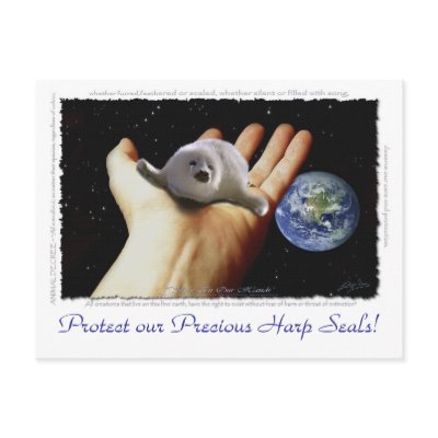 HARP SEAL Earth Day Postcards by RavenSpiritPrints