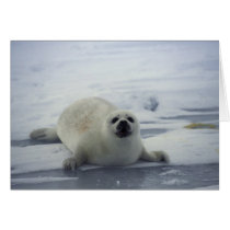 Harp Seal on Ice cards by alternateworlds Harp Seal on Ice cards