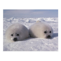 Harp seal (Phoca groenlandica) Harp seal pups Postcards
