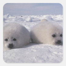 Harp seal (Phoca groenlandica) Harp seal pups Sticker