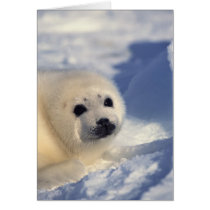 Harp Seal Pup cards by alternateworlds Harp Seal Pup cards