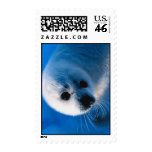 Harp Seal Pup Close-Up Postage Stamp