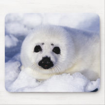 Harp seal pup ice Gulf of St. Lawrence, Mousepad