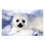Harp seal pup ice Gulf of St. Lawrence,